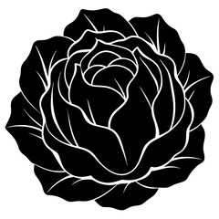  Purple cabbage silhouette vector illustration 