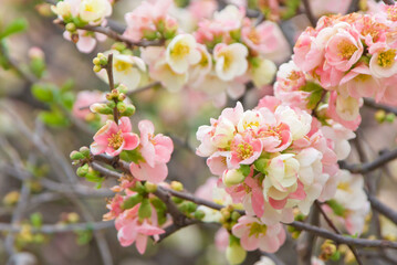 春に咲くピンクの木瓜(ボケ)の花