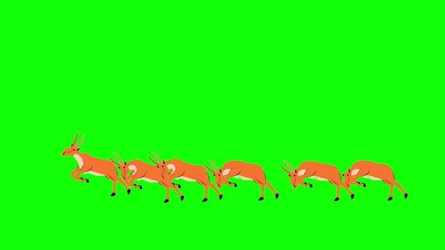 Antilopes running cartoon animation in green background