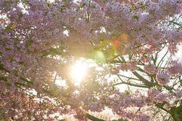 夕焼けに染まる河津桜3