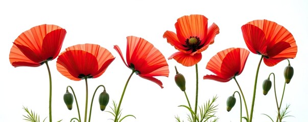 Vibrant red poppy flowers isolated on a clean white background,  floral,  vibrant