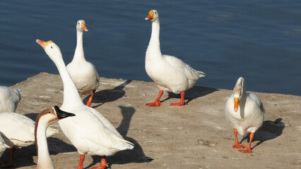 Goose birds resting on the lakeshore