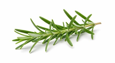 Fototapeta premium Rosemary: The Aromatic Herb Enhancing Flavor and Health