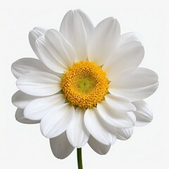 Single White Daisy Flower