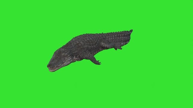 Huge crocodile coming fastly under water step by step or river monster under water green screen or chroma key video clip