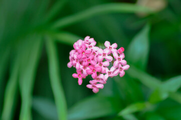 Panama Rose ,Arachnothryx leucophylla or flower