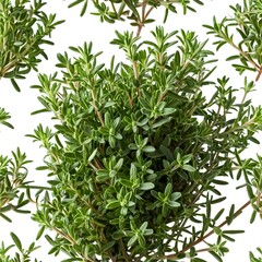 Fototapeta premium Fresh Thyme Sprigs