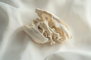 Delicate, bleached animal skull fragment rests on a creamy white fabric, showcasing intricate bone structure.