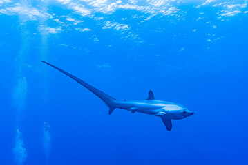 Malapascua Thresher shark