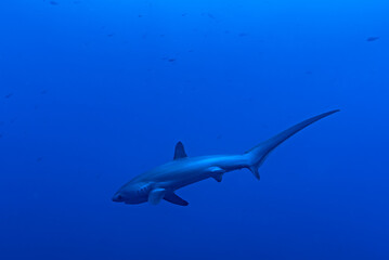 Malapascua Thresher shark