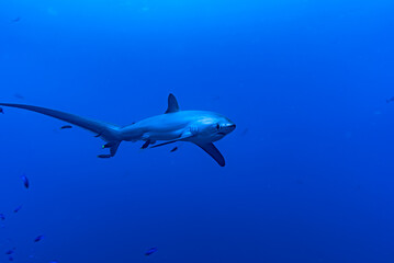 Obraz premium Malapascua Thresher shark