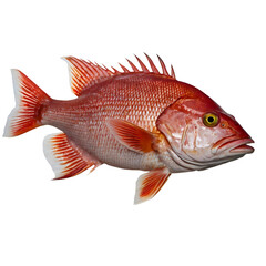 Fototapeta premium red fish isolated on transparent white background png