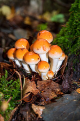 Orange mushrooms grow among fallen leaves and moss in a serene, damp forest environment