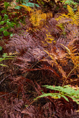 Obraz premium Vibrant ferns in shades of purple and orange blanket the forest floor, celebrating autumn's arrival