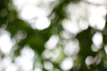 Obraz premium Ethereal Canopy Greenery Awaits Bokeh Background for Artistic and Nature-Inspired Designs