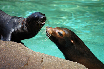 Naklejka premium 我が子を見つめるアシカのママ①