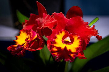 Red and Yellow Cattleya Orchid: A Fiery Bloom with Bold Colors, Evoking Passionate Intensity