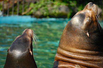 夫婦で同じポーズを取るアシカ①