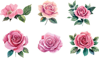 Fototapeta premium Beautiful wedding pink rose flowers watercolor elements set 