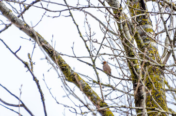 A lone hawfinch perches quietly on a branch among moss-covered trees. Bird resting, calm mood, telephoto shot, centered focus, forest scene, nature observation.