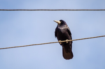 A solitary crow perched high on a wire against a clear sky. Crow resting, thoughtful mood, upward shot, perched on wire, clear sky background, minimalistic scene.