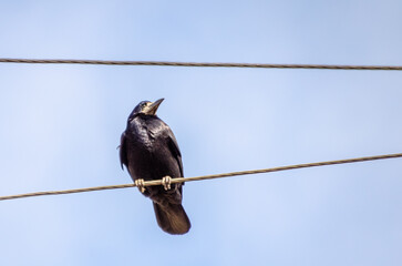 A solitary crow perched high on a wire against a clear sky. Crow resting, thoughtful mood, upward shot, perched on wire, clear sky background, minimalistic scene.