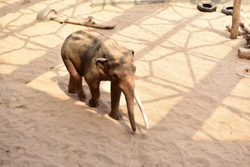Elephant in the zoo