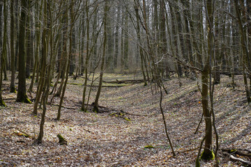 The path through the forest leads deep into the green shade, inviting you to explore nature.