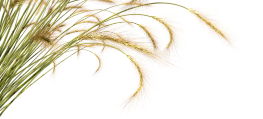 Flora feather grass plants isolated transparent backgrounds 3d render png