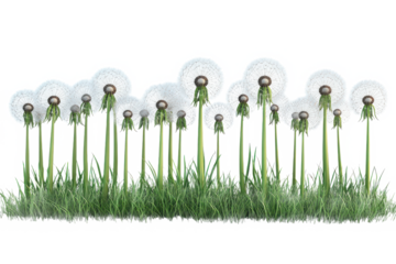 A field of dandelions with fluffy white seed heads and green grass against a black background space is shown