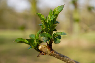 A young green sprout appears on a tree branch,