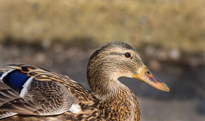 Fototapeta premium Female mallard duck on frozen lake