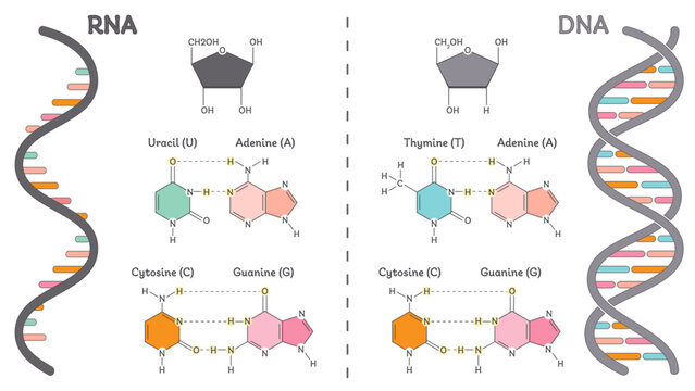 DNA versus RNA genomic educational diagram