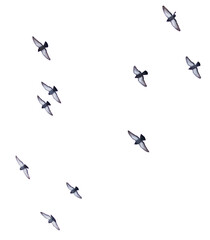 A flock of birds flying in a line