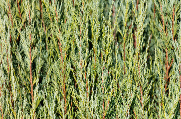 A bunch of green leaves with brown tips