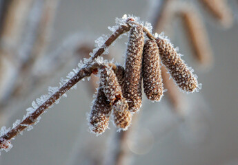 A branch covered in frost and snow with a few pine cones on it