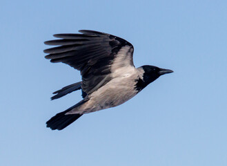 A bird is flying in the sky with its wings spread wide