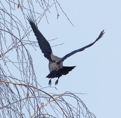 A bird is flying in the sky above a tree