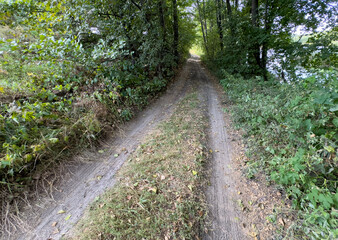 A dirt road with a few trees in the background