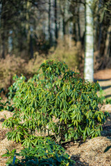 Vibrant green leaves emerge in a peaceful woodland garden, basking in the gentle spring light