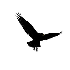 Obraz premium Winged Bird Silhouette