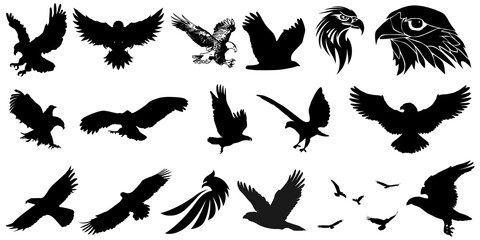 A majestic bald eagle isolated on a white background, Bald eagle flying on isolated white, Eagle group elements