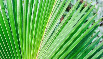 Green Palm Leaves in Tropical Environment  