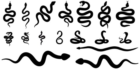 Black viper snake closeup face, Snake isolated on a white background, Snake isolated on white, mature snake authentic black and white