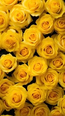 Fototapeta premium Yellow roses flower petal plant.