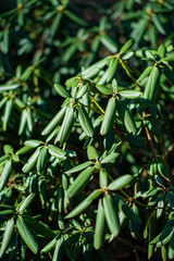 Vibrant green rhododendron leaves create a tranquil atmosphere amidst bright sunlight