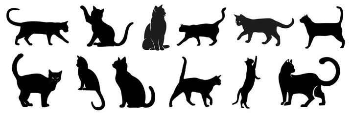 Cat isolated on a white background, Cat white background, Cat Elements, Cat Graphic