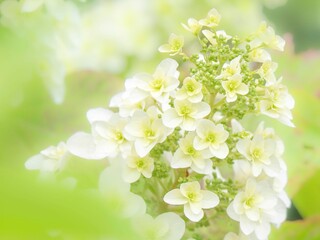 春から初夏の公園や花壇を彩るカシワバアアジサイのある風景。自然風景素材。眩しい日差しでボケた景色。ぼんやりした花畑のイメージ。