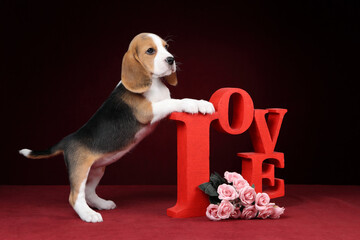 Cute beautiful beagle puppy with flowers and love inscription