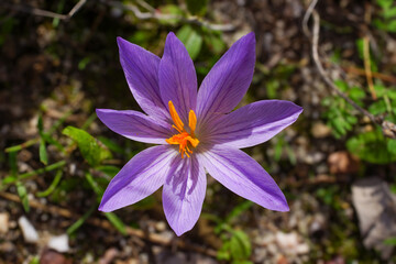 Flower of Late Crocus (Crocus serotinus) with star-shaped petals, view from above, natural habitat, Portugal